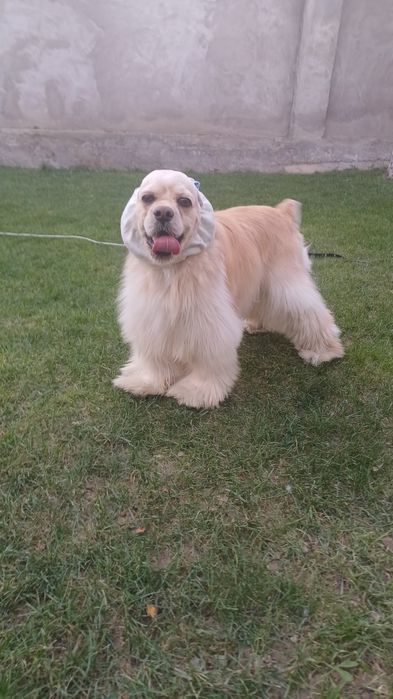 Американский кокер спаниель