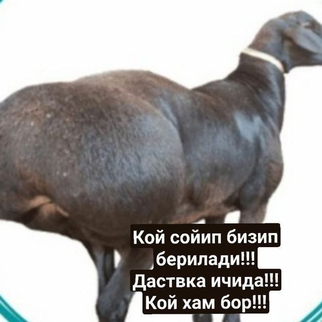 qassob servis qassob xizmati