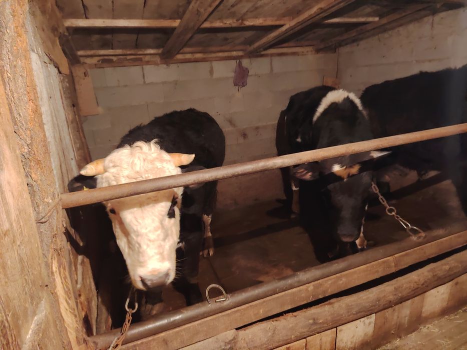 5құнажын 3 бұқа сатылады