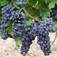 Vita de Vie (Soiuri De Vin )