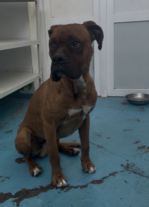 Боксер немецкий кобель