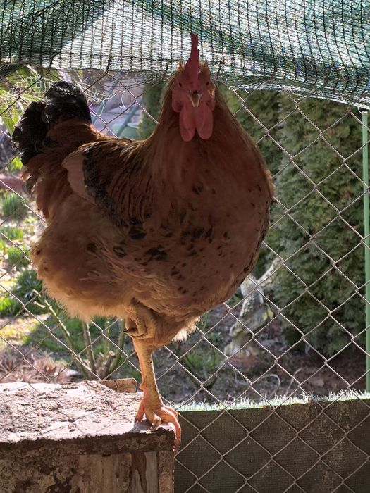 Петли големи и малки