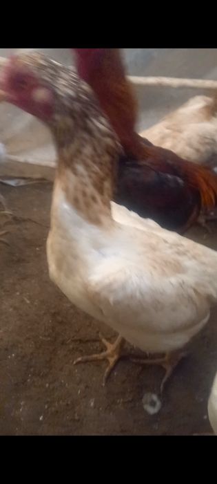 Yaxshi  zotlardan  tuxum bor  Uzb boylap  dastafka bor