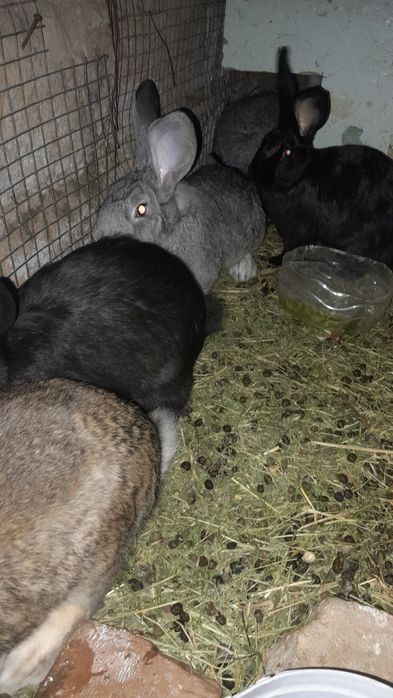 Кролики самцы 1.5 месеца