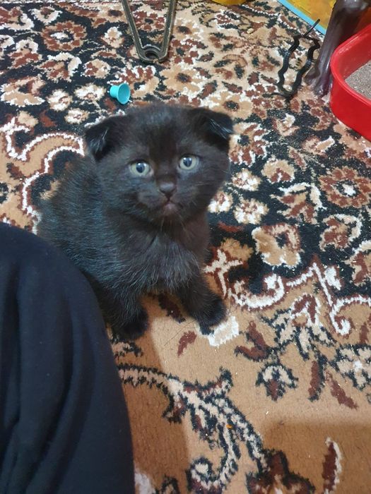 Парода скотиш фолд