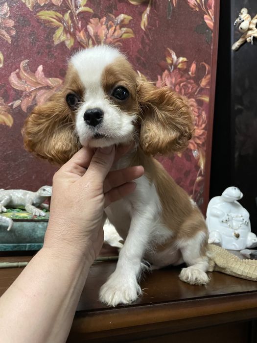 Кавалер кинг чарльз спаниель