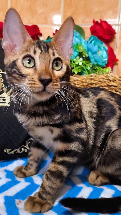 Шикарные Бенгальские детки