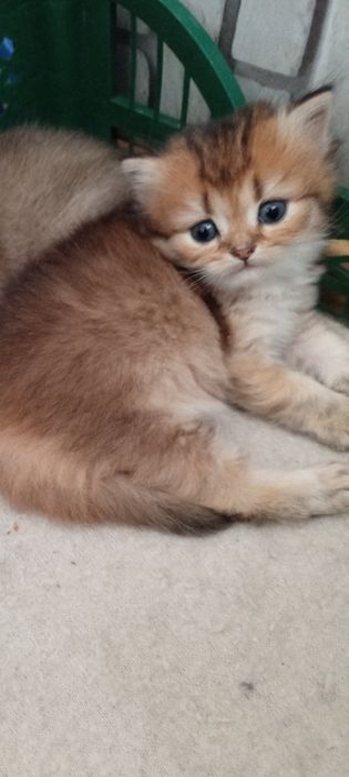 Чистокровные котята