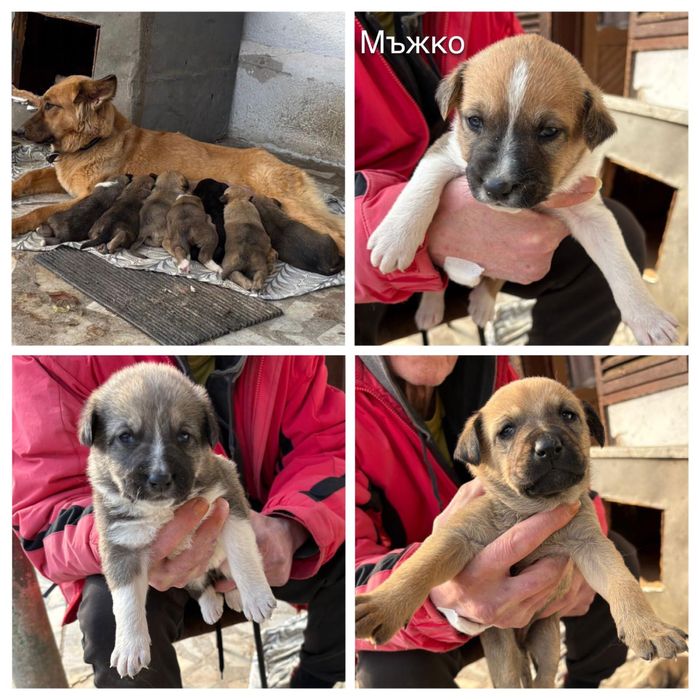 Подарява Кученца - Майка белгийска овчарка