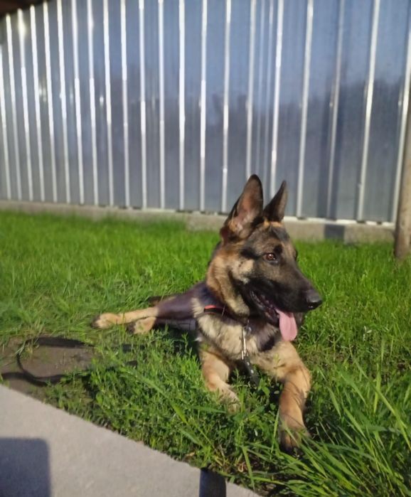 Срочно продам авчарку