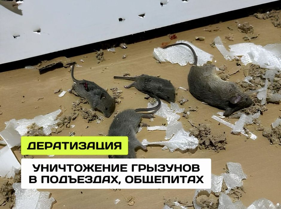 Кішкентай киска секс видео