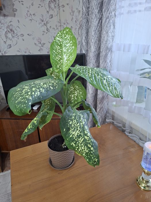 Продам Диффенбахию