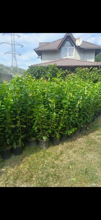 Laur eglezescă platan mesteacăn