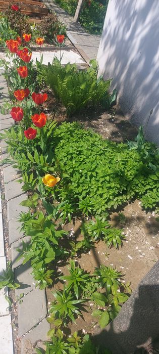 Цветы папоротник многолетние