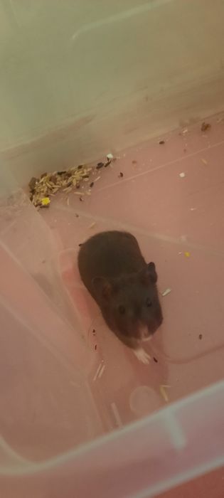 Хомяк мальчик Бесплатно!!