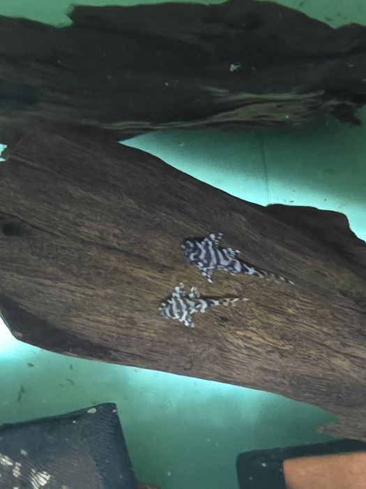 L236 pleco 3+ см.