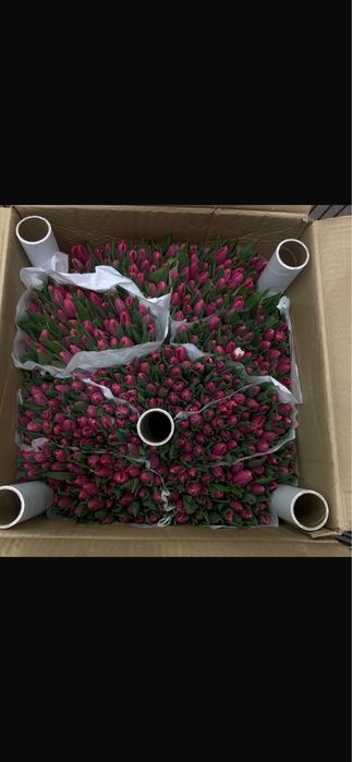 Тюльпаны к 8 марта | Свежие тюльпаны