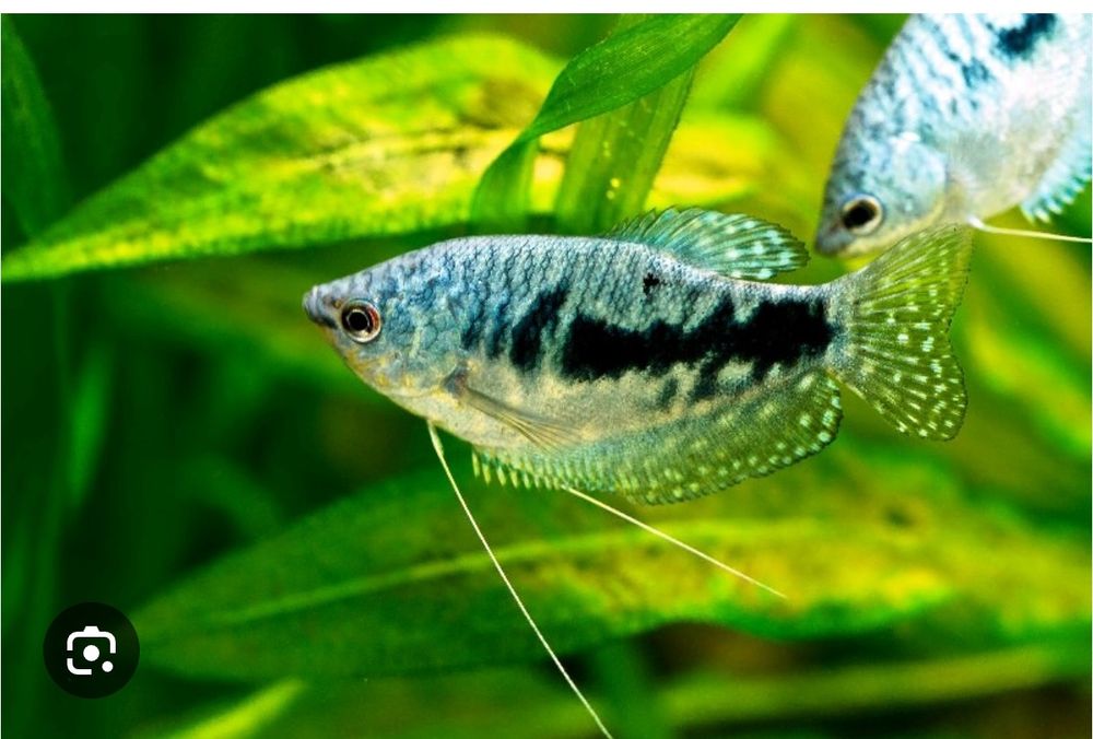 Продам гурами 5см