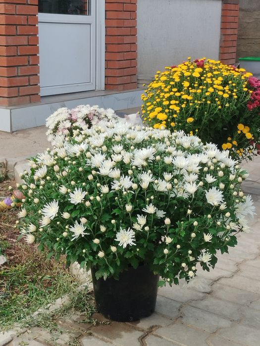 Хризантема мультифлора