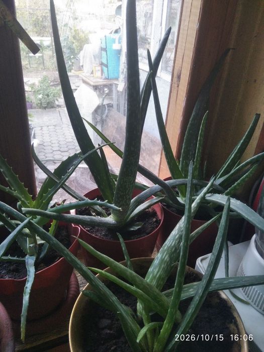 Алое всякие разные
