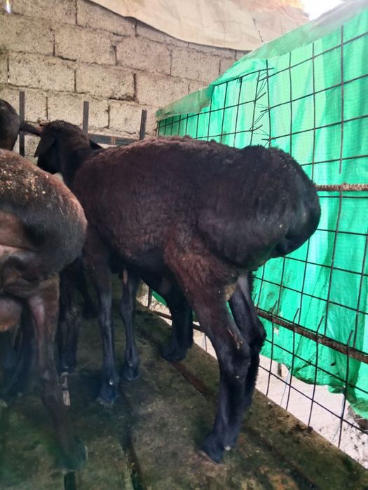 Кучкорлар сотилади эхсон ва маросимлар учун + зотга