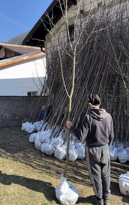 Copaci ornamentali 3-5m oferim transport gratuit