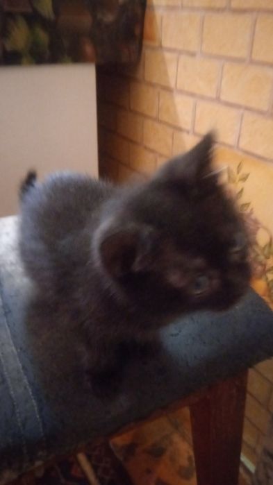 Котята, бесплатно