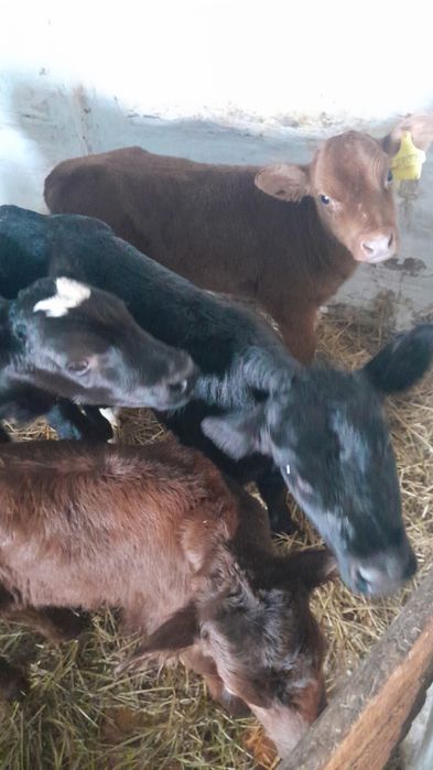 Продам телята разные