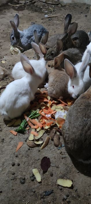 Кролики породы Бабочка