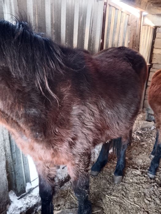 Мысалы 17айфон керек