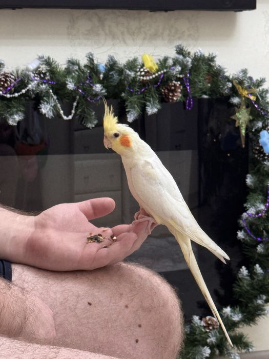 Попугай Корелла Кеша