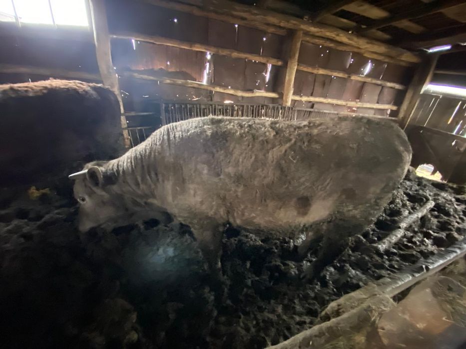 Продам бычков 1 год