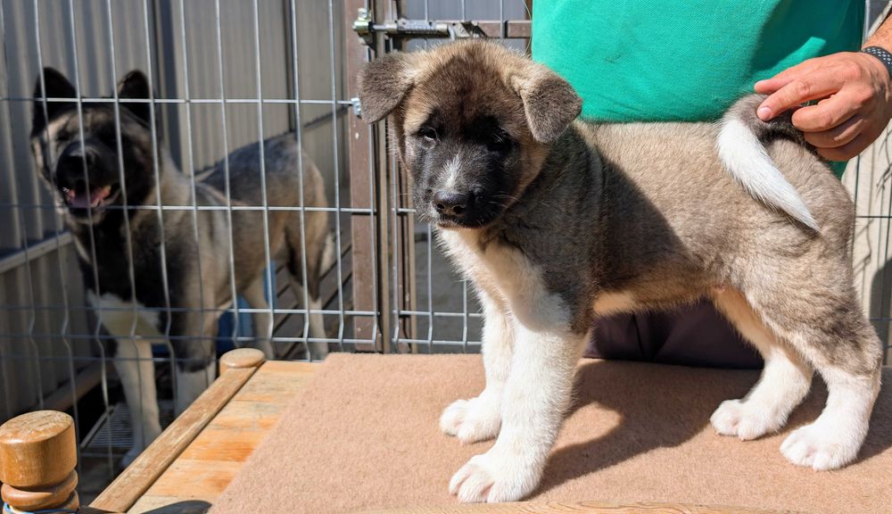 Mascul Akita American - linie de sânge PREMIUM - GRI deschis