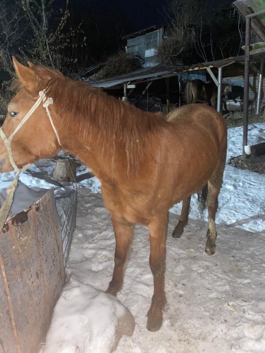 продам байтал 2,5 года кобылка