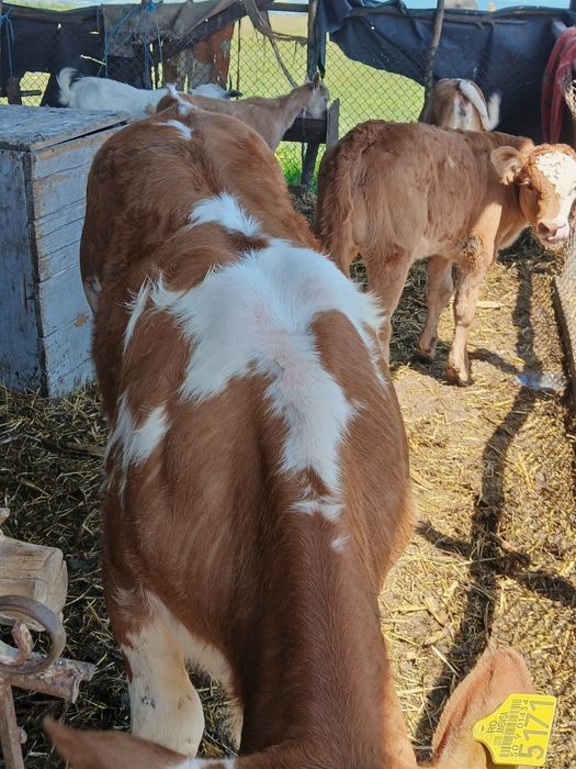 Vând 9 viței.  .