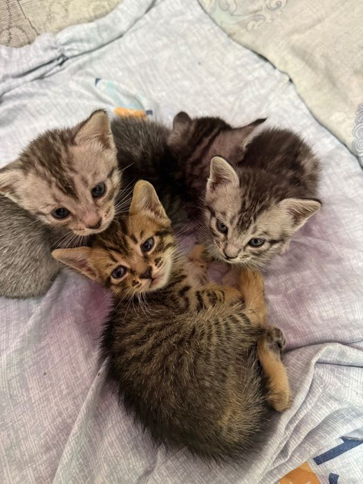 Котята в хорошие руки