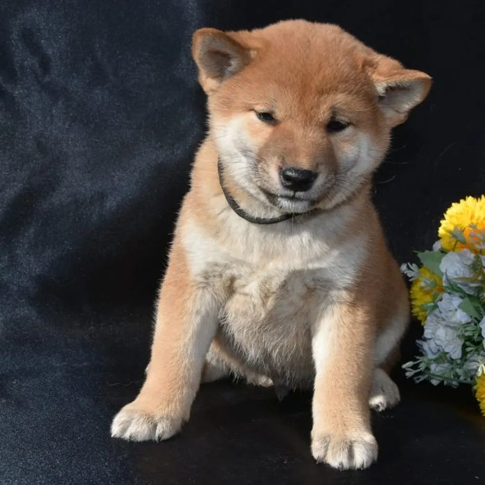 Щенки Сиба ину с документами