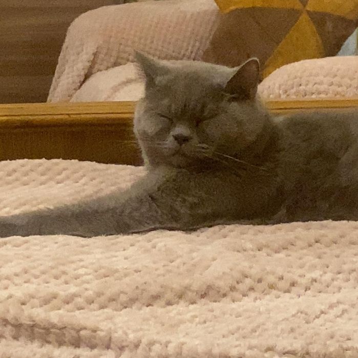 Отдам в хорошие руки