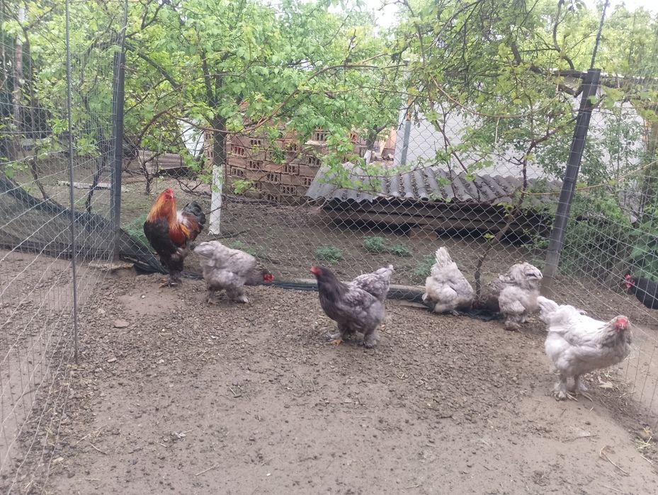 Familie brahma 5+1