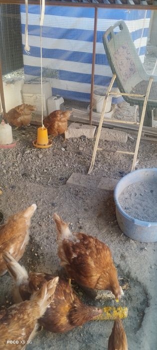 Продам несушки 9 месяцев Ломан браун
