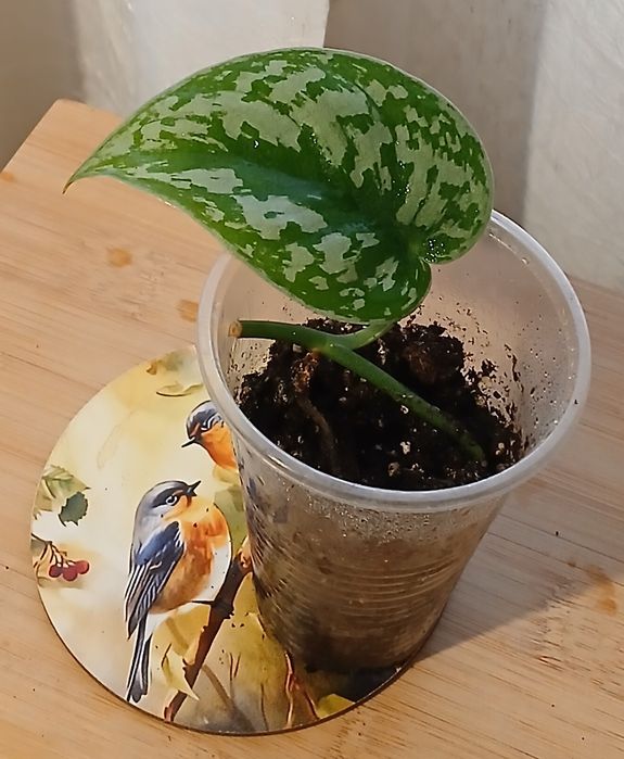 Дяволски бръшлян/епипремнум/ Цвете на парите