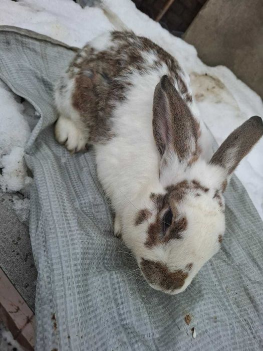 Продам 2 крола 8 месяцев