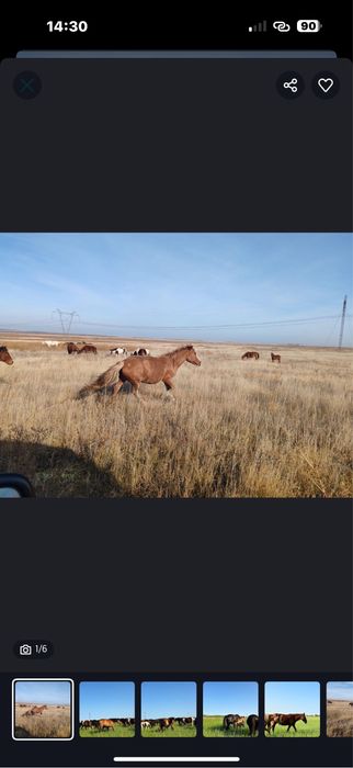 Продам срочно кобыл