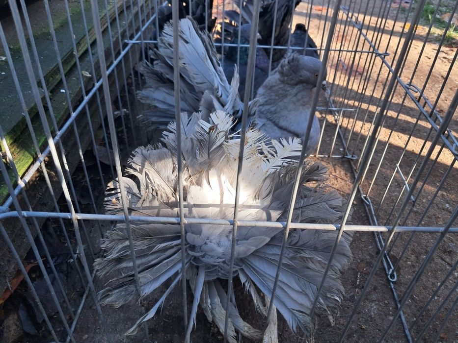 Vând porumbeii voltați indieni 75 Ron buc