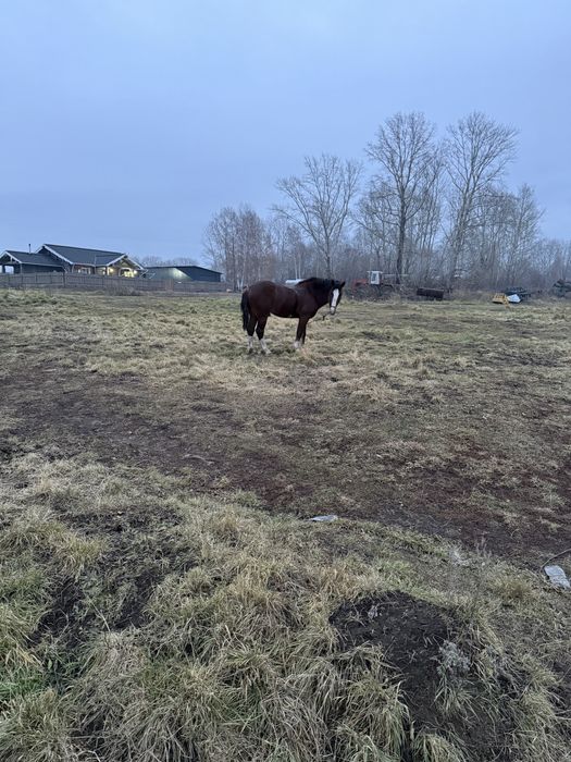 Жеребец владимеровский тяж