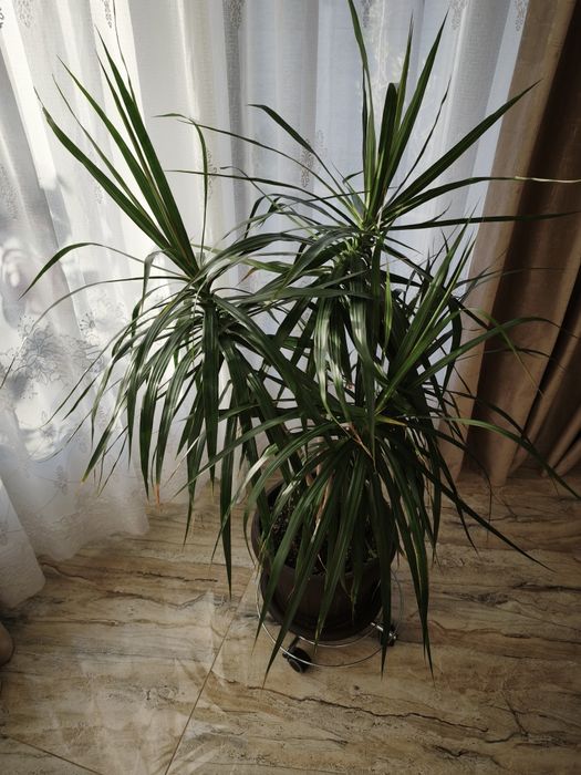 Plante Dracaena marginata