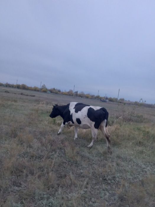 Продам коров 9 голов