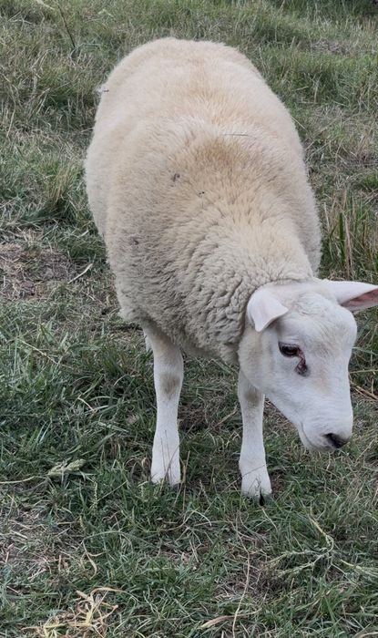Vand berbeci texel