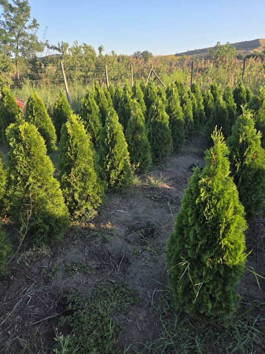 Vand tuia smaragd, leylandi si alte plante ornamentale