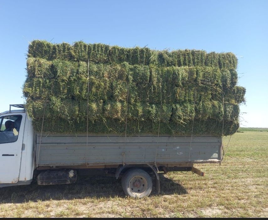 Жоңышқа 2000тг. Жап-жасыл.